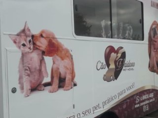 Foto de Cão Vaidoso Taxi Dog e Pet Móvel - Banho e Tosa