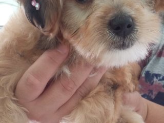 Foto de Cão Vaidoso Taxi Dog e Pet Móvel - Banho e Tosa