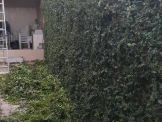 Foto de Brandão Gonçalves - Marido de Aluguel
