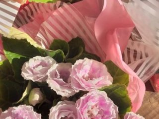 Foto de Flores Fujimoto Container
