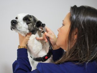 Foto de MedCani Clinica Veterinária