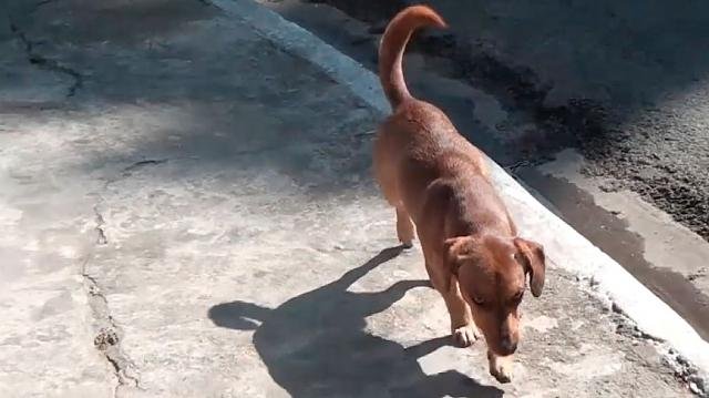 Moradora de Quiririm organiza bazar em prol do CCZ