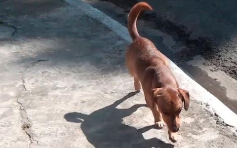 Moradora de Quiririm organiza bazar em prol do CCZ