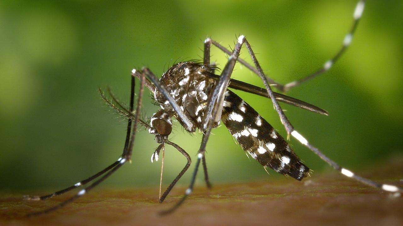 Cidade confirma primeiro caso autóctone de chikungunya