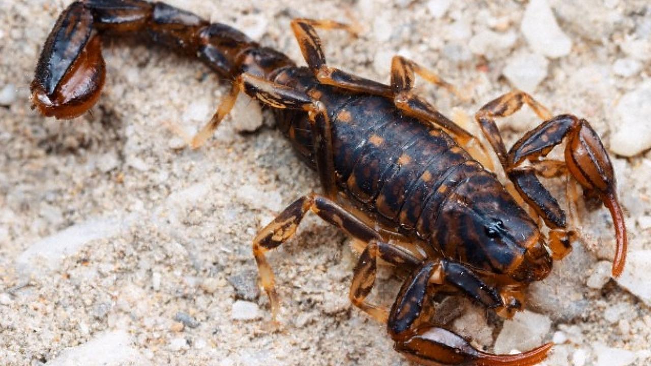 Bebê de 1 ano e 10 meses é picado por escorpião em creche municipal