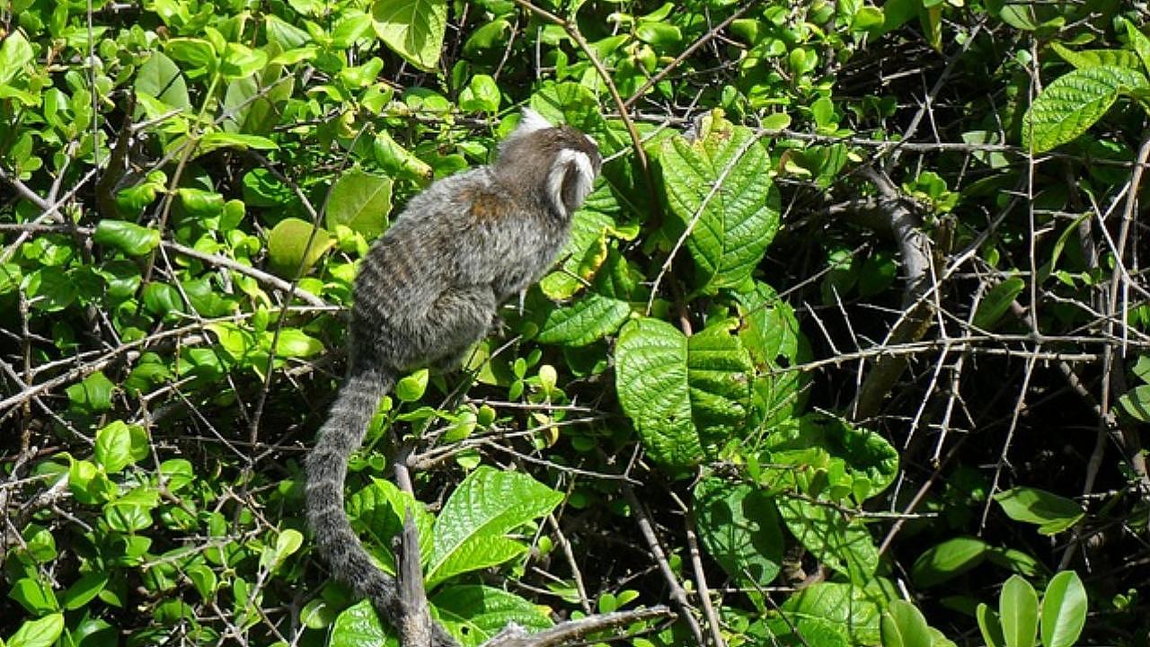 Macaco é encontrado morto em bairro de Taubaté