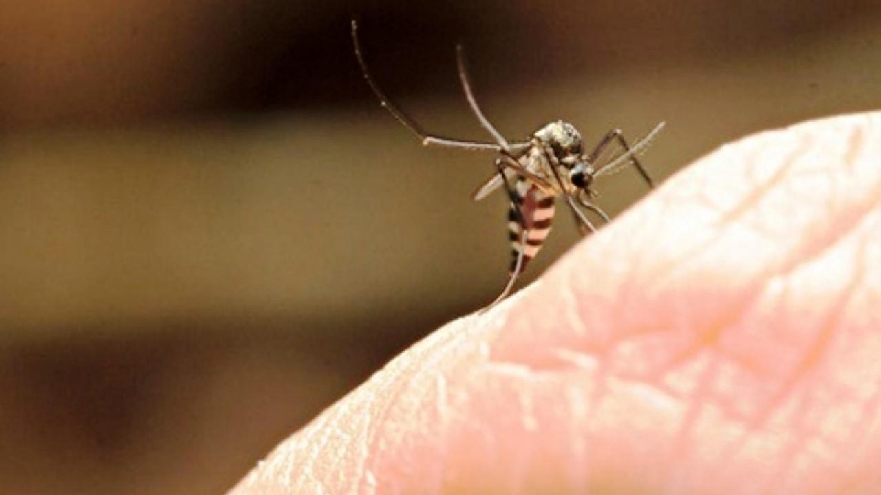 Paciente com suspeita de febre amarela é diagnosticado com dengue