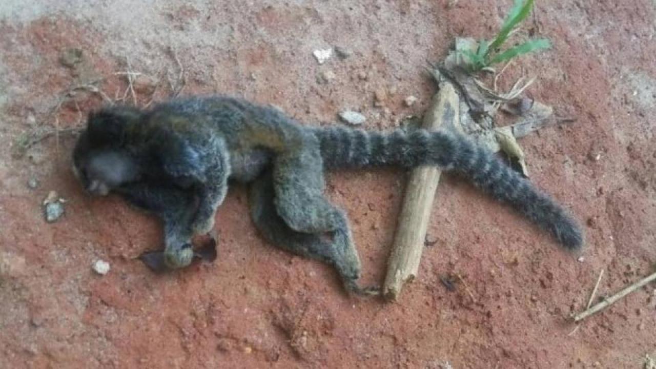 Taubaté tem quarta morte de macaco por febre amarela