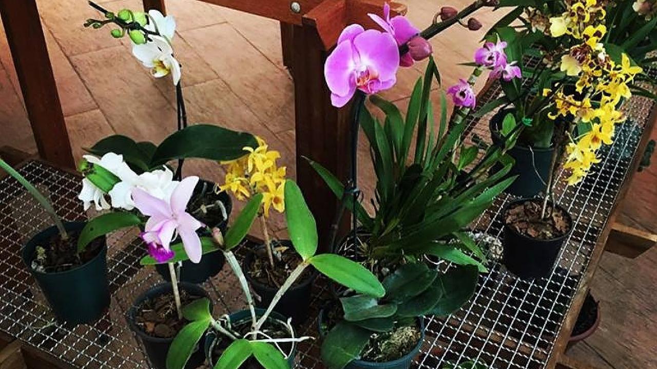 Shopping recebe Feira de Orquídeas e Suculentas no mês de setembro