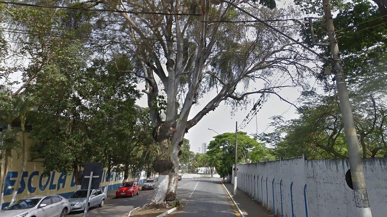 Supressão de eucalipto na rua Chile tem início neste sábado