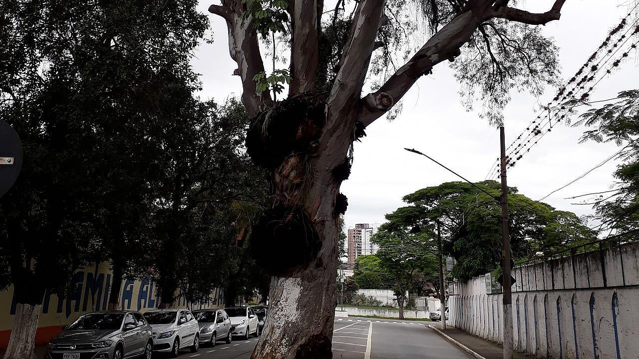 Supressão de eucalipto é adiada pela Prefeitura
