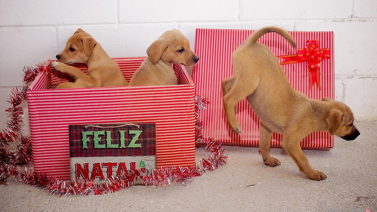 Ensaio fotográfico natalino estimula adoção de animais do CCZ