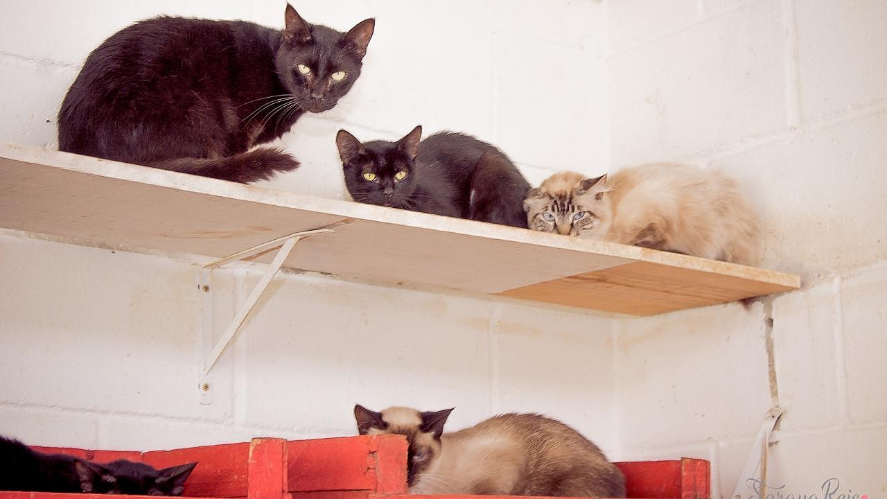 ONG promove campanha de arrecadação de ração para gatos do CCZ