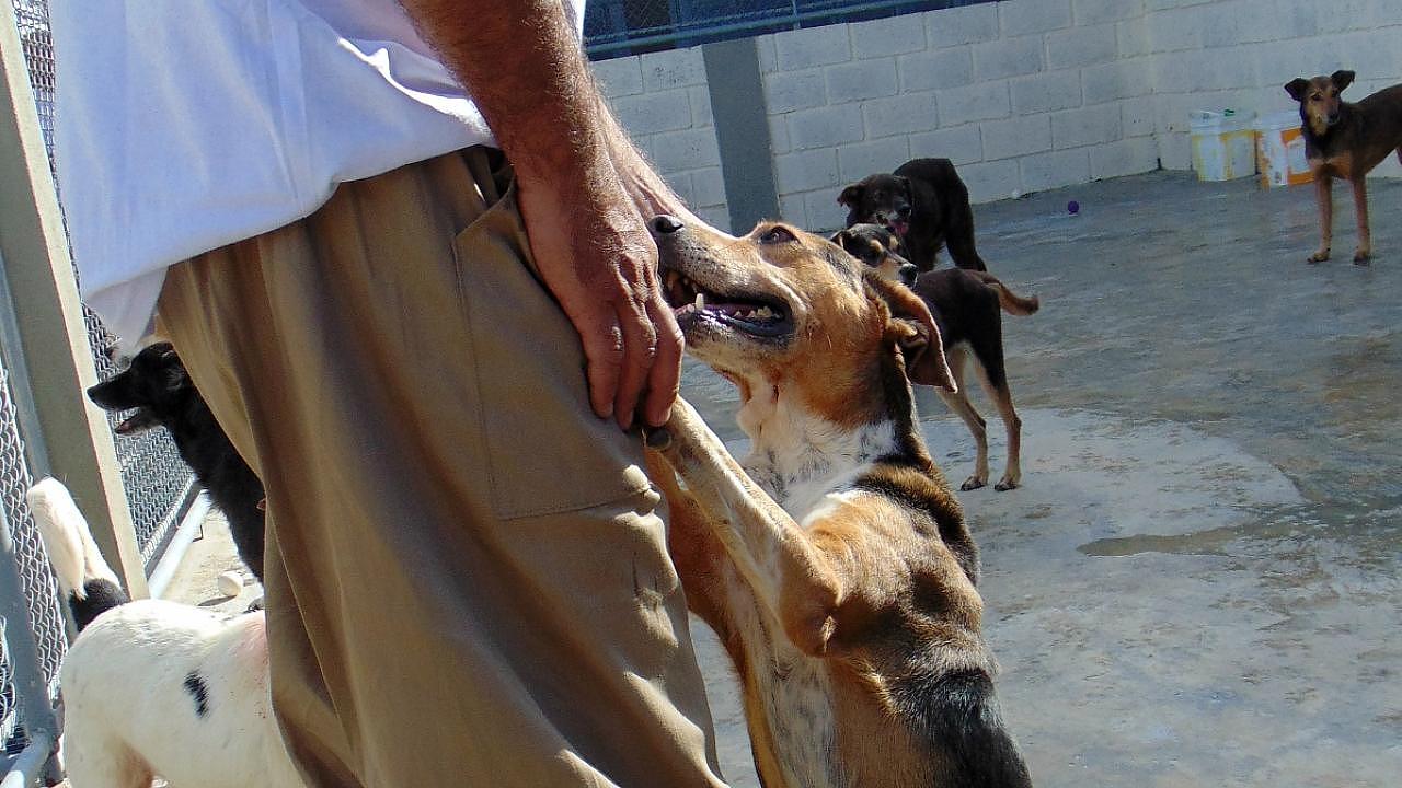 Cães cuidados por detentos são colocados para adoção em Taubaté