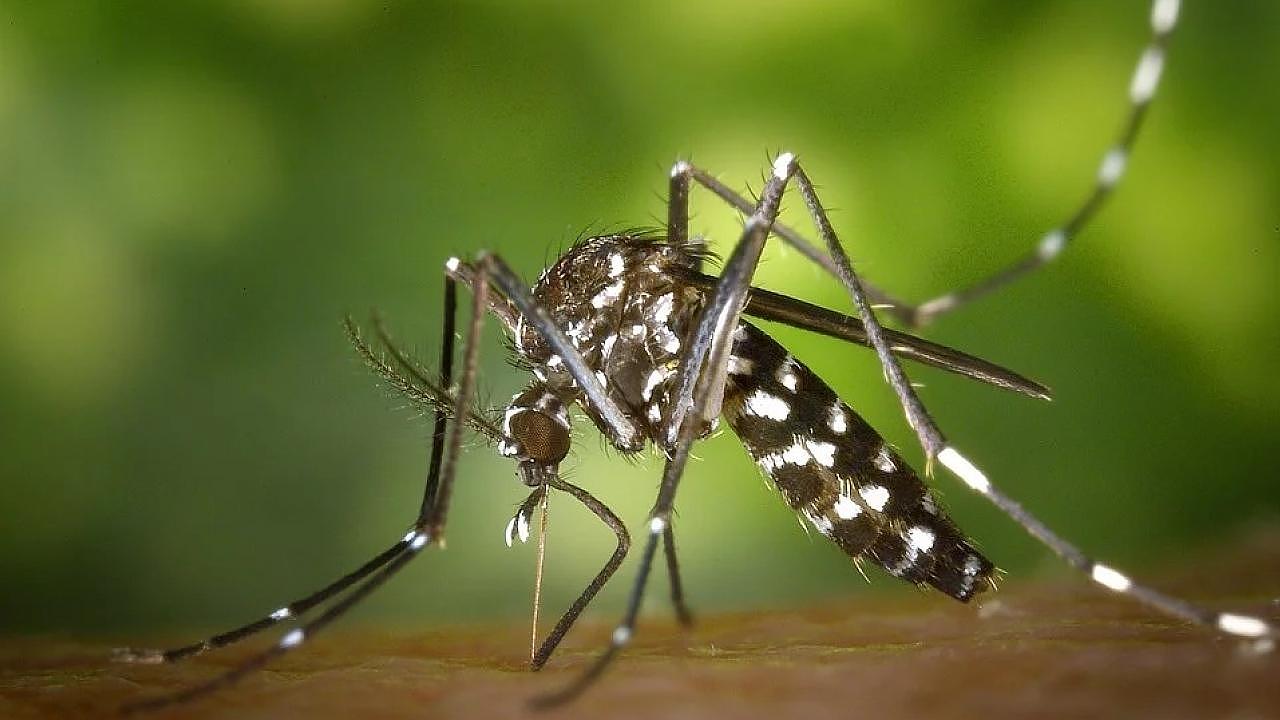 Taubaté soma 82 casos de dengue em 2020