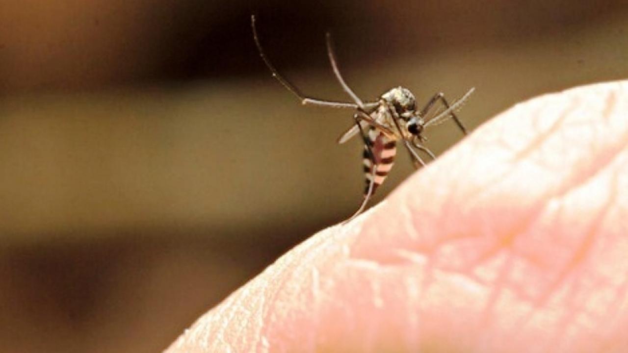 Novo balanço aponta mais de 200 casos de dengue em Taubaté