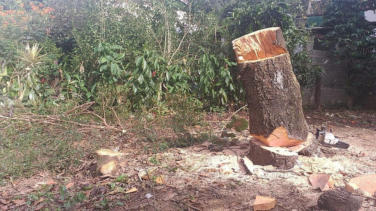 Fiscais flagram supressão ilegal de árvores na Mata do Bugio