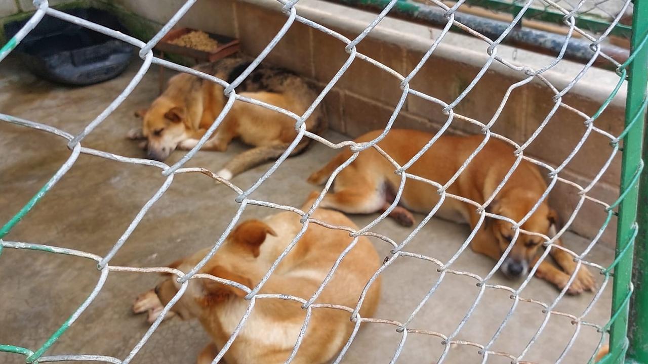 CCZ de Taubaté adota música clássica para acalmar animais CCZ de Taubaté adota música clássica para acalmar animais