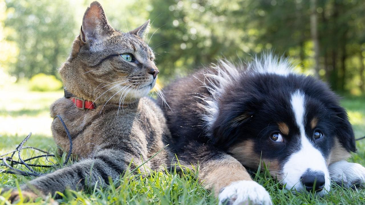 Antirrábica: vacinação de cães e gatos chega ao bairro Vila São José