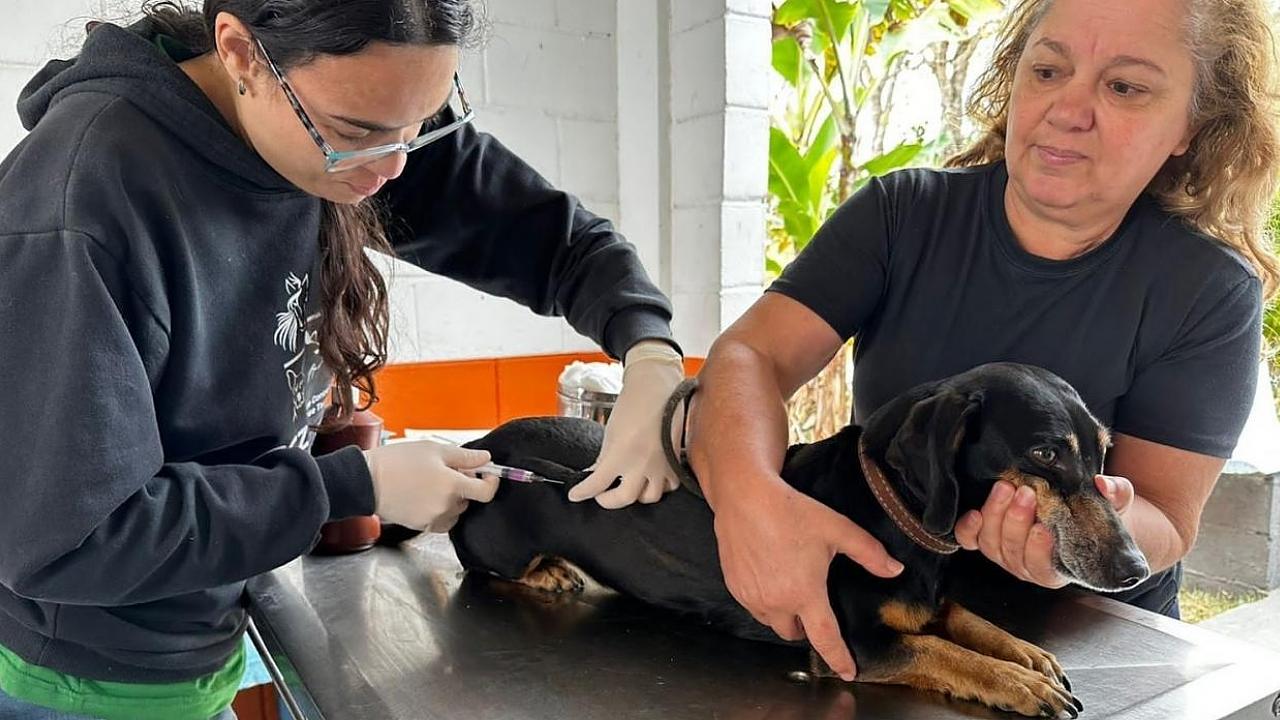 Bairro Ana Rosa, em Taubaté, recebe etapa da vacinação antirrábica