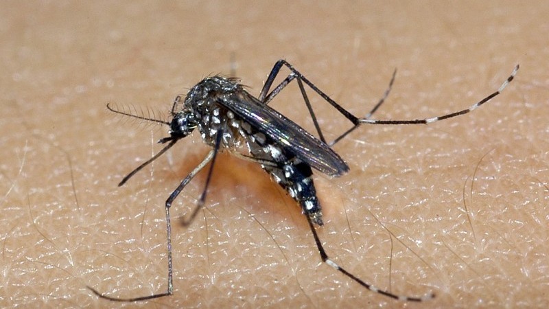 Taubaté confirma morte de mais dois idosos por dengue 